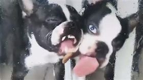鬥牛犬,飼料,玻璃。（圖／翻攝自The Dodo臉書）