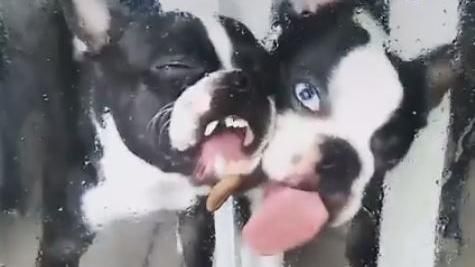 吃不到玻璃對面的飼料　鬥牛犬超崩潰