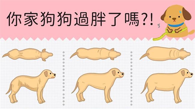 家有愛吃狗？汪汪體型看胖瘦