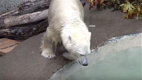 影／超萌圓肚子！小北極熊樂玩冰池　扭來扭去超吸睛。資料來源：Oregon Zoo　Youtube