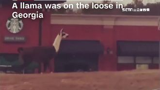 羊駝驚現大馬路狂奔　口渴直衝星巴克