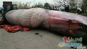 大陸,江西,新余,鯨魚,員工,年終,餵狗,飼料(微博http://s.weibo.com/weibo/%E9%AF%A8%E9%AD%9A)