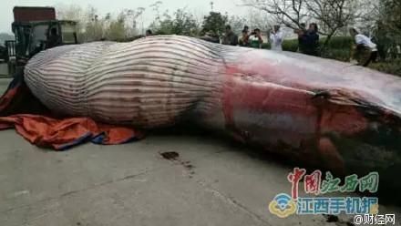 圖／敢拿嗎？現切8噸重鯨魚當年終