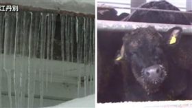 北海道,旭川市,江丹別,低溫,零下,結冰,下雪,冰柱
（圖／翻攝自日本雅虎、北海道文化放送）