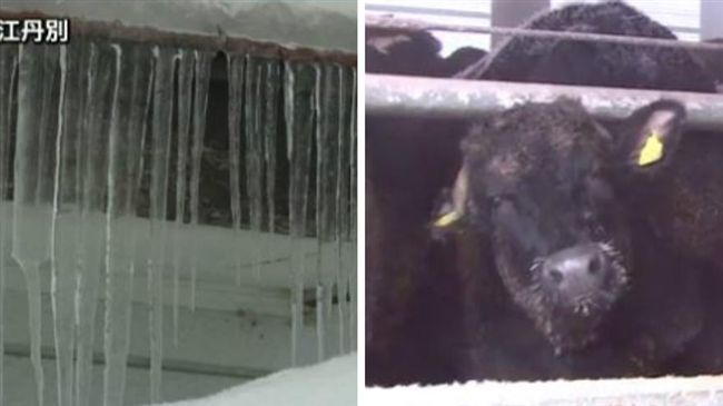 北海道-26.6度！牛毛都結冰了