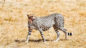 豹（圖／li yong,flickr CC License）