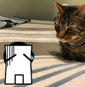 寵物.貓,狗,汪星人,喵星人,地鐵,METRO,貓柱,貓跳板　圖／翻攝自METRO　https://goo.gl/MJ8d6x