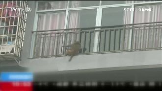 家亂得像遭小偷！原是美猴王搗蛋