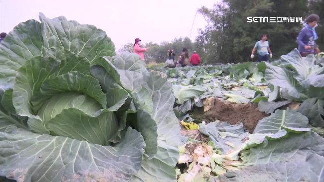 10元高麗菜　不滿限採2顆竟喊報警