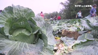 10元高麗菜　不滿限採2顆竟喊報警