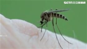 蚊子手吸血! 無感剪刀近? 太遲緩