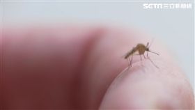 蚊子手吸血! 無感剪刀近? 太遲緩