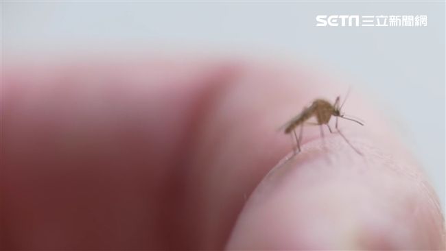 蚊子吸血太忘我口器被剪　專家這樣說