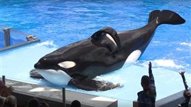殺人鯨Tilikum／Blackfish推特