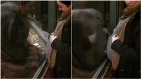 英國,紅毛猩猩,募款,棲息地,懷孕,孕婦,動物園,孕肚／臉書