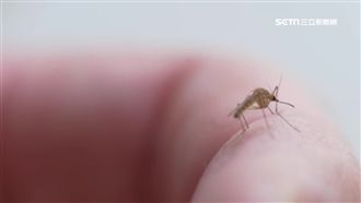 愛吃肉易被蚊子叮？營養師曝真相：這3種人才是「獵物」