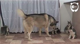 新手爸爸哈士奇第一次見到孩子。（圖／翻攝自Bored Panda臉書）
