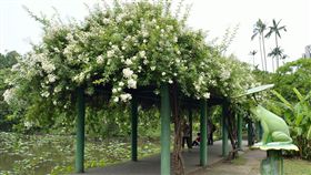 台北植物園（圖／翻攝自台北植物園臉書）