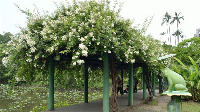 首都點亮城南　植物園面臨生態浩劫