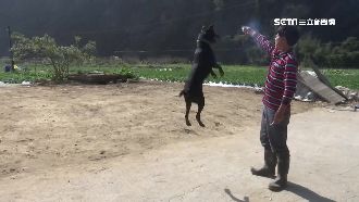 拿鞭炮炸狗扔水溝？草莓園主怒駁喊告