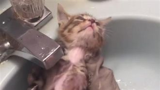 「我選擇死亡！」迷你喵皇洗澡超哀怨