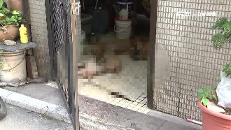 5狗吃毒雞翅死亡　主人控鄰居下毒手