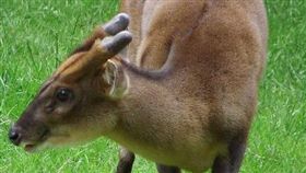 台灣山羌　圖／翻攝自さとうTwitter 16:9