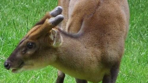 原住民狩獵吃官司　逾7成因山羌入獄