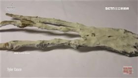 手指30公分.僅3根! 秘魯疑現