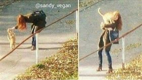 16:9
「給你機會侍奉我！」浪浪喵皇想有家　站立賣萌還跳肩蹭臉
圖／翻攝自sandy_vegan IG
https://www.instagram.com/p/BOVLLygD27g/