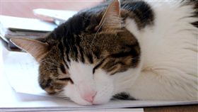 貓咪

https://www.flickr.com/photos/milkyfactory/16075648708/in/photolist-quxUi3-arYkD5-czzEy1-svgmCC-dm3e55-dm3asa-4qEpNb-dm3dTQ-dm3a5c-mShZwK-8zR5Z9-ndnYNU-cDPV3j-6jkw5W-pNPJVD-48ZzQN-ekimoU-s1vv9V-6J