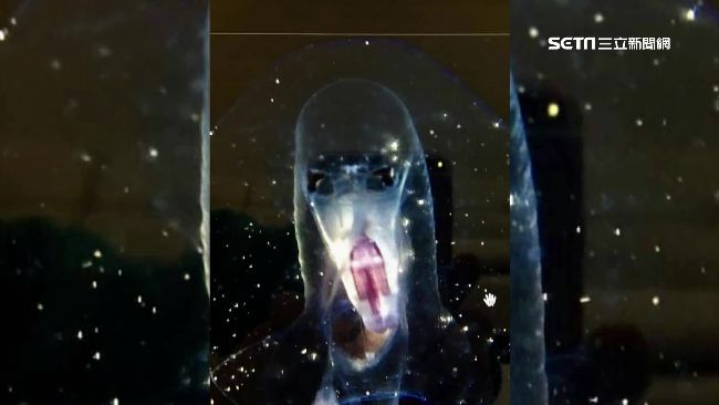 墾丁潛水拍到死神臉？　生物老師解答