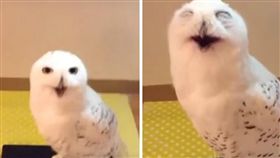 貓頭鷹,寵物,笑聲,鳥,羽毛,大叔,叫聲
（圖／翻攝自YouTube）