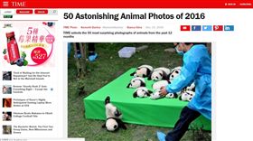 貓熊，熊貓（圖／翻攝自時代雜誌）