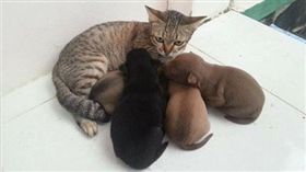 公貓遭狗寶寶討奶。（圖／翻攝自萌物都在這裏勾搭微博）