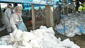 斗南土雞罹禽流感　撲殺消毒（2）
受不了日夜溫差大的變化，雲林斗南一處土雞場檢出高
病原性禽流感，雲林縣政府4日行撲殺及消毒作業。圖
為打包墊料、飼料作業過程。
（翻攝畫面）
中央社記者葉子綱傳真　106年1月4日