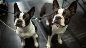 狗,法鬥,法國鬥牛犬,寵物,毛小孩（圖／美聯社／達志影像）