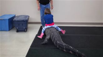 最另類禮物！爸媽讓女兒騎鱷魚慶生…