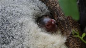 台北木柵動物園無尾熊「Q妹」、「Emily」的寶寶探頭（圖／翻攝自台北市立動物園臉書）