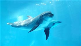 太平洋瓶鼻海豚（圖／遠雄海洋公園）16:9