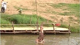 泰國,情侶,鴛鴦浴,戲水,裸體,觀光客,Manager Online,湄宏順府,擺鎮河　圖／翻攝自Manager Online