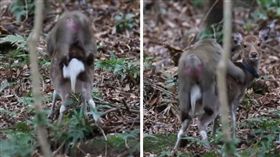 動物,獼猴,雪猴,梅花鹿,交配,繁殖季,性慾,海獅,國王企鵝
（圖／翻攝自YouTube）