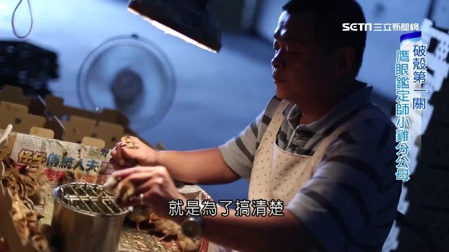 3秒辨雌雄　看「雞屁股」賺百萬年薪