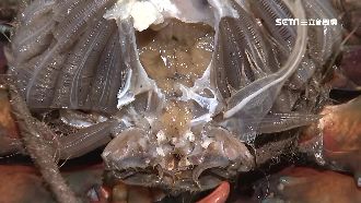 注膠增重？陸大閘蟹膏呈「果凍狀」