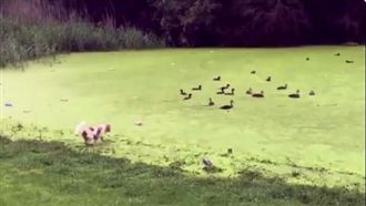 汪星人奮力往前衝　沒想到下一秒卻…