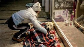 土耳其,伊斯坦堡,Imgur,狗狗,暴風雪,流浪狗,汪星人,毯子,溫暖　圖／翻攝自Imgur