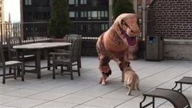 16:9
影／小黃金入鏡亂跑　主人傻眼「我演的不是侏儸紀小狗！」
圖／翻攝自thegoldenbucky IG
https://www.instagram.com/p/BMKZOA_AVzM/