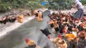 雞飛起來了／爆料公社