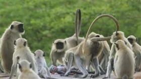 英國BBC,印度,灰葉猴（圖／翻攝自YouTube）