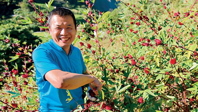 「餐桌紅寶石」洛神花　讓家常菜升級